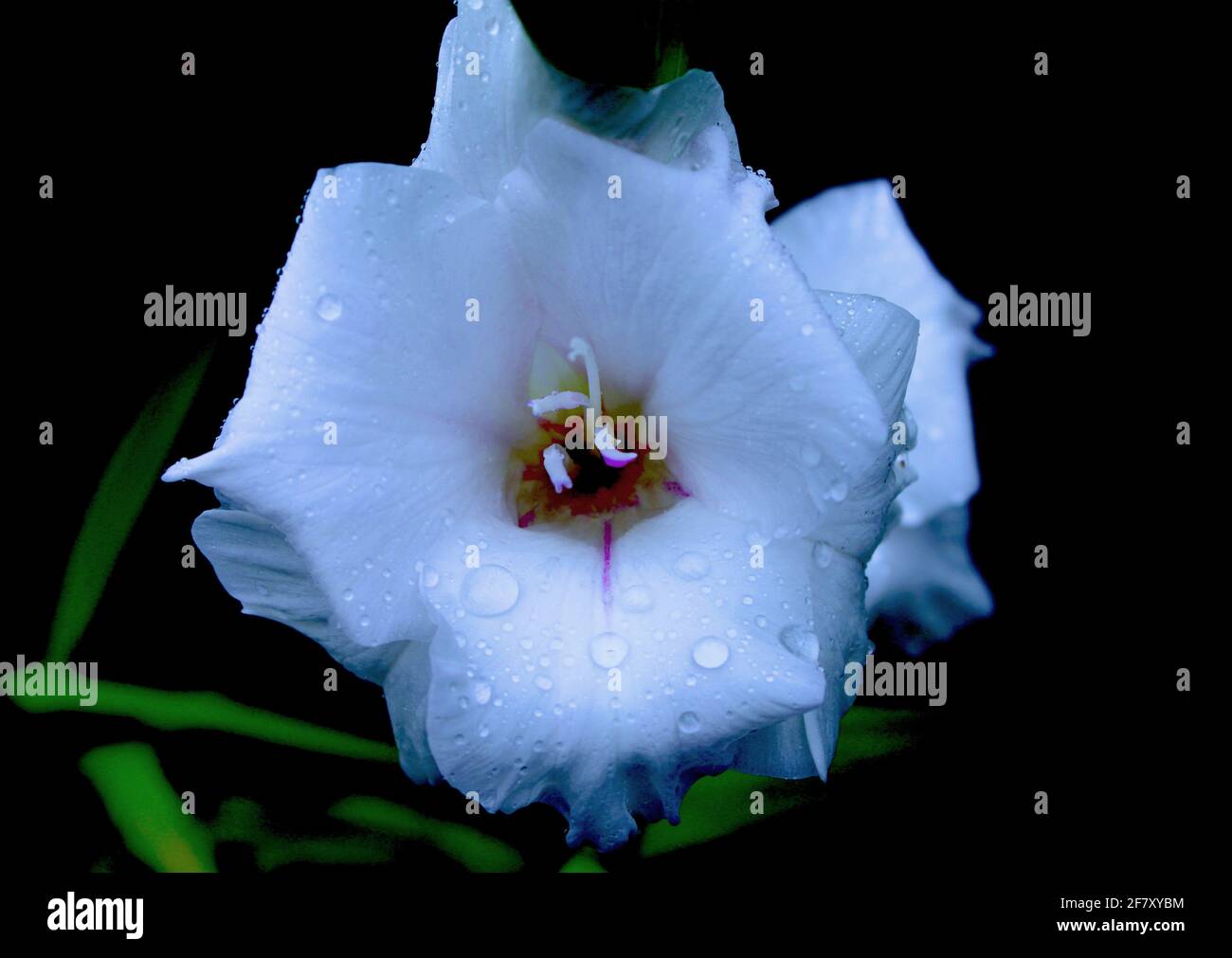 Naturfotografie weiß Gladioli Porträt. Regentropfen werden auf den zarten weißen Blütenblättern duftender Gladiolen eingefangen. Weiß, Reinheit, frisch und Natur. Stockfoto