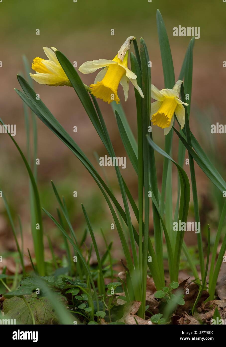 Wild Daffodils, Narcissus pseudonarcissus ssp. Pseudonarcissus, wild wachsend im Teign Valley, Devon. Stockfoto
