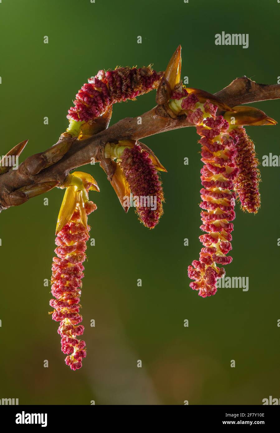 Männliche Kätzchen der einheimischen Schwarzpappel, Populus nigra subsp. Betulifolia, im frühen Frühjahr. Exmoor, Großbritannien. Stockfoto