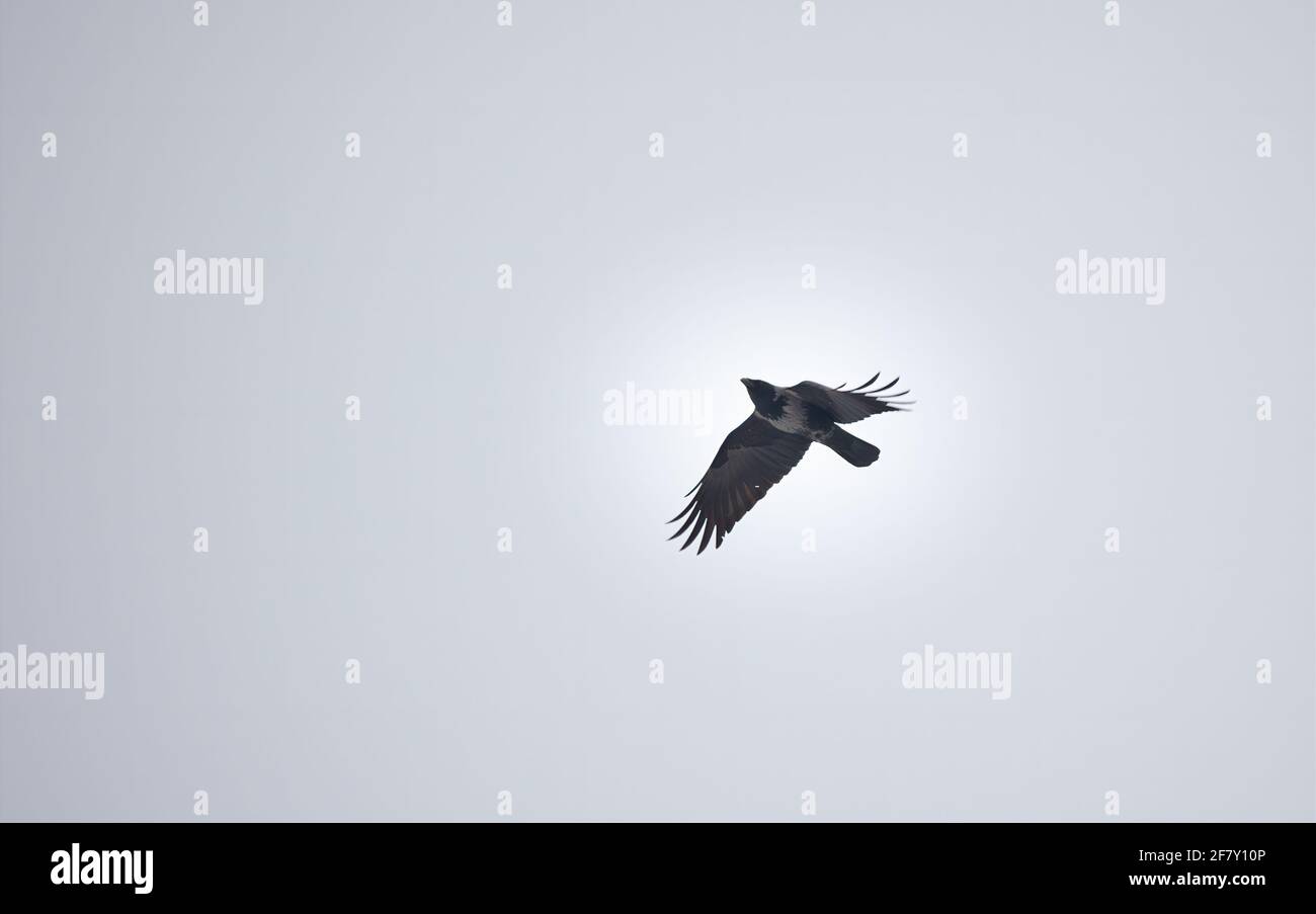 Corvus cornix fliegt über den blauen Himmel, das beste Foto. Stockfoto