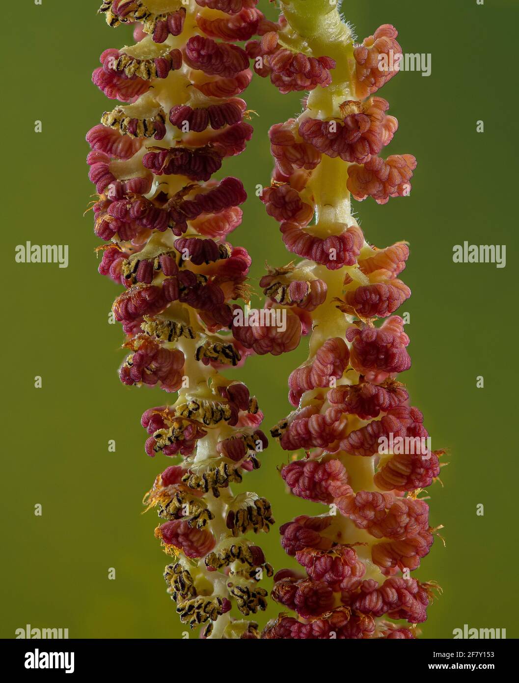 Männliche Kätzchen der einheimischen Schwarzpappel, Populus nigra subsp. Betulifolia, im frühen Frühjahr. Exmoor, Großbritannien. Stockfoto