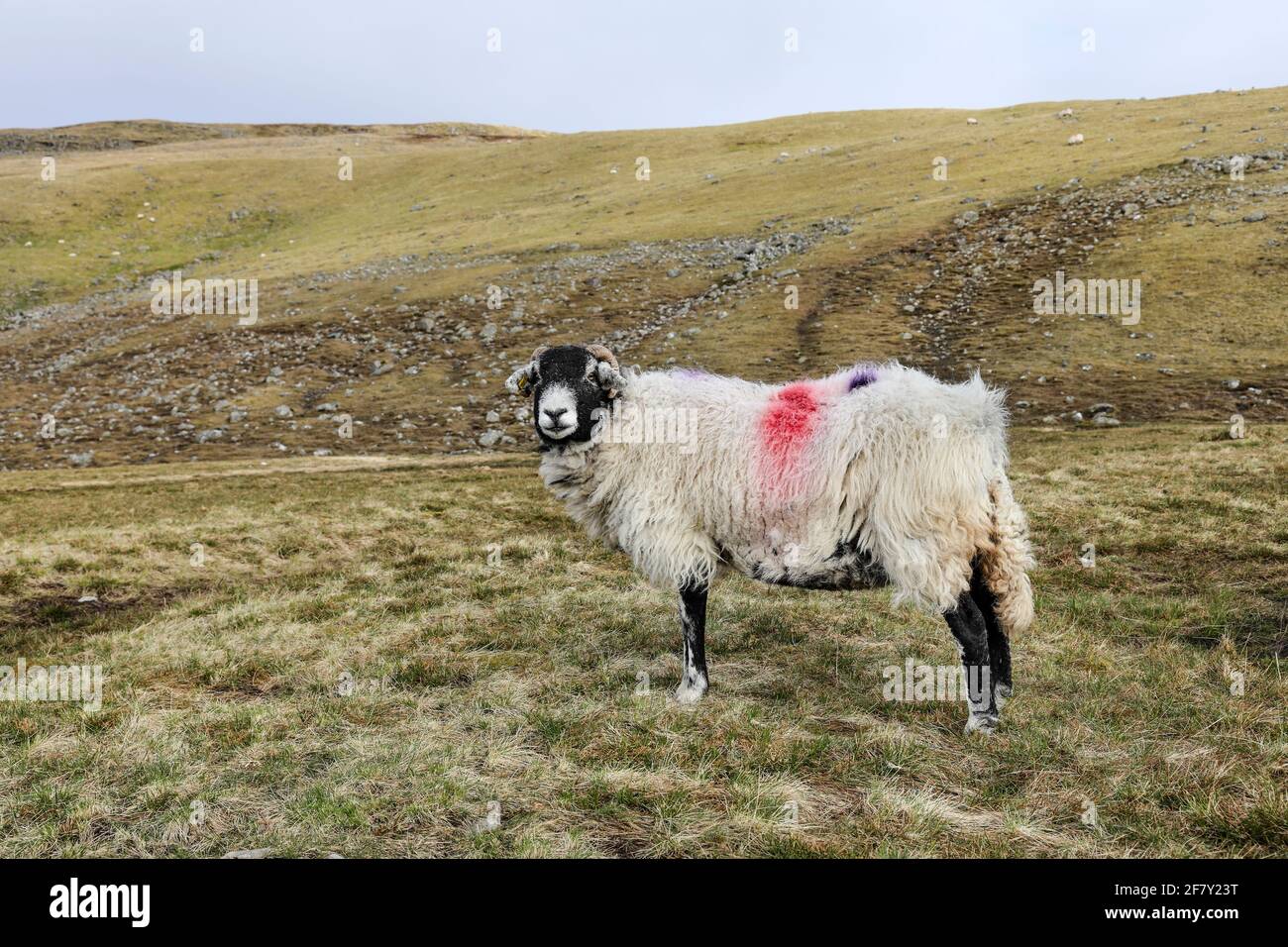 Dales Bred Sheep, North Pennines, Teesdale, County Durham, Großbritannien Stockfoto