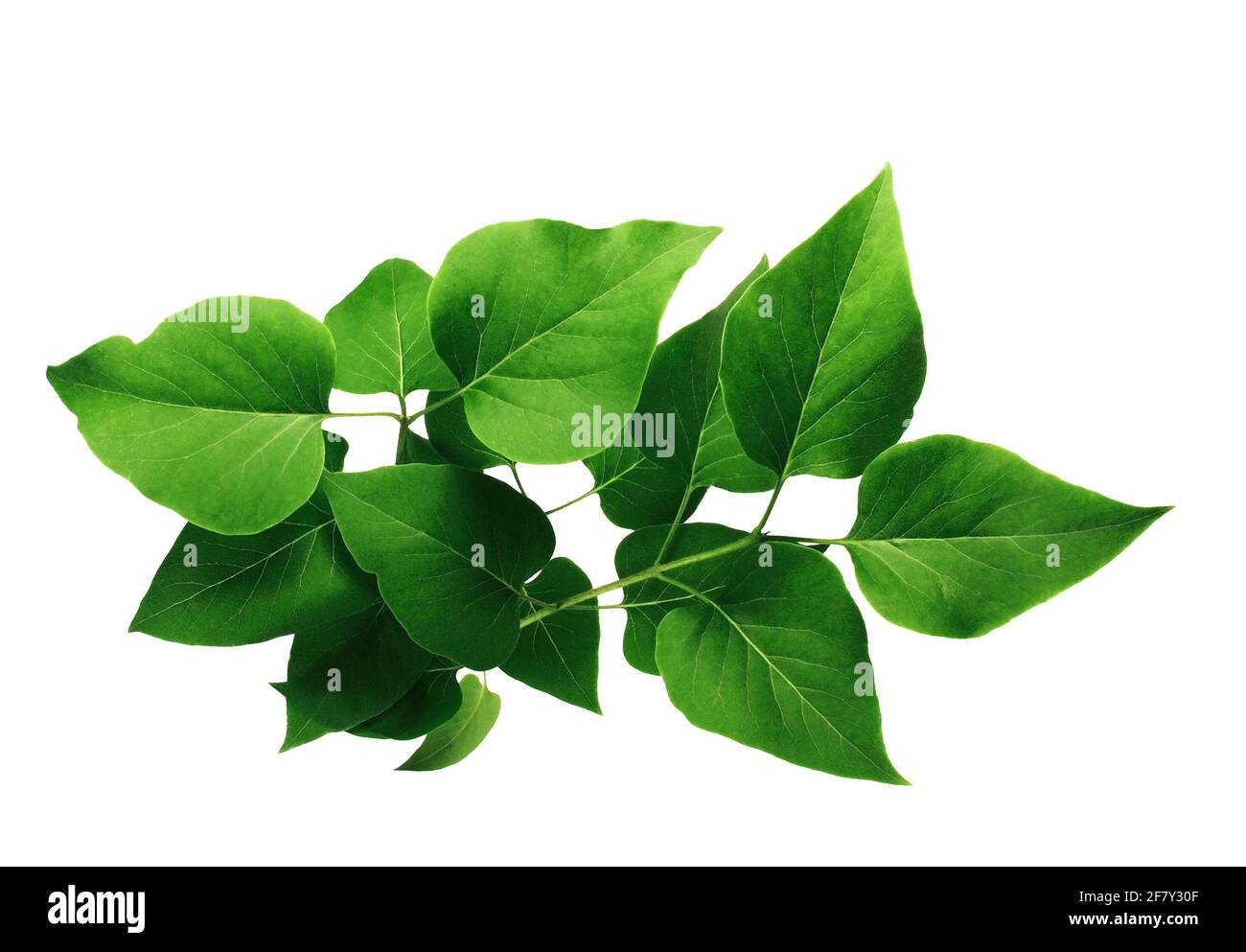Grüne Blätter von Flieder oder syringa, isoliert auf weißem Hintergrund. Stockfoto