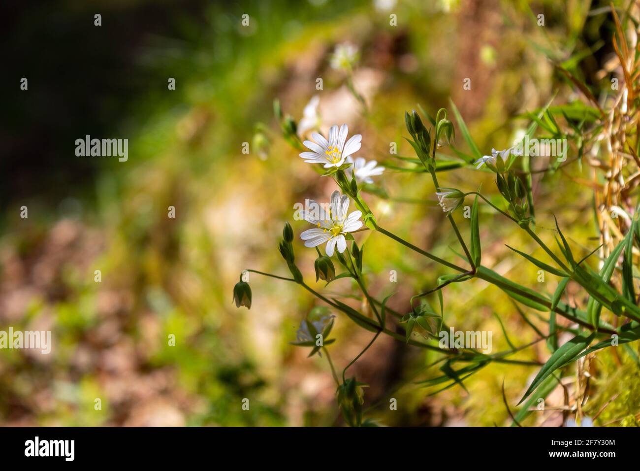 Stellaria palustris wächst im Frühjahr in feuchten Wäldern. Stockfoto