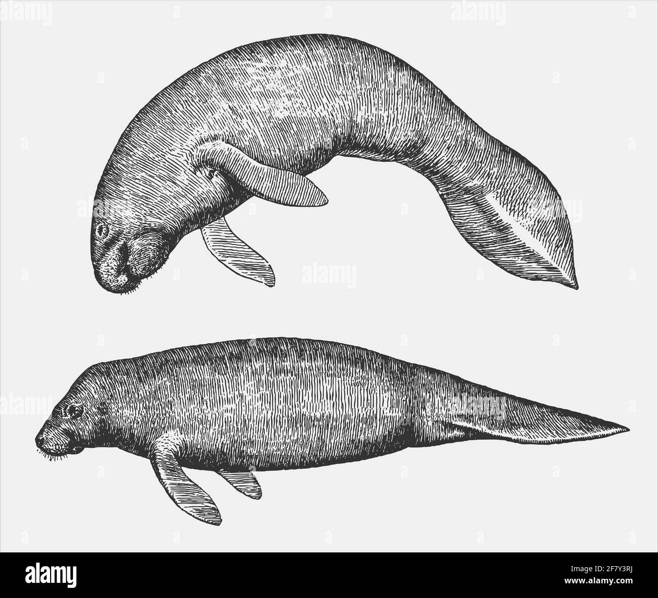 Zwei bedrohte nordamerikanische Seekühe, Trichechus manatus, die in der Profilansicht schwimmen Stock Vektor