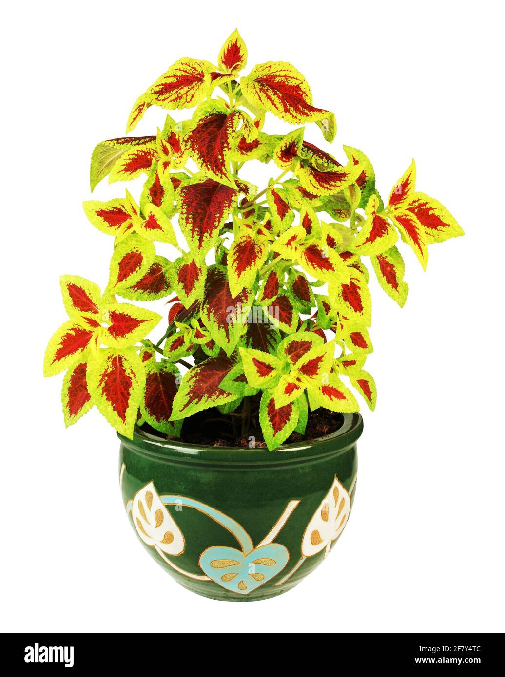 Schöne Coleus-Pflanze in einem dekorierten Topf, isoliert auf weißem Hintergrund Stockfoto