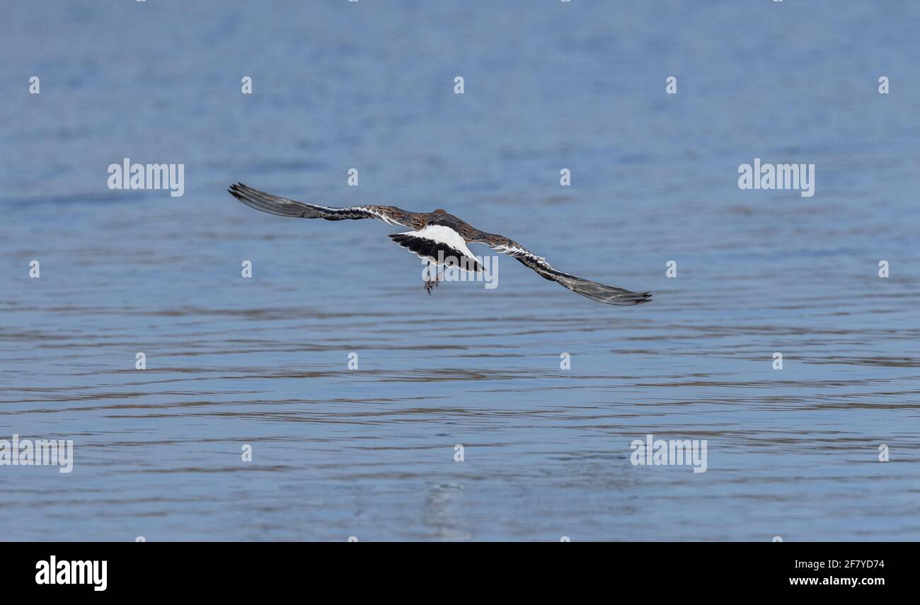 Schwarzschwanz-Gottwitz, Limosa limosa, abheben, zeigt schwarzen Schwanz. Spätswinter Gefieder. Stockfoto