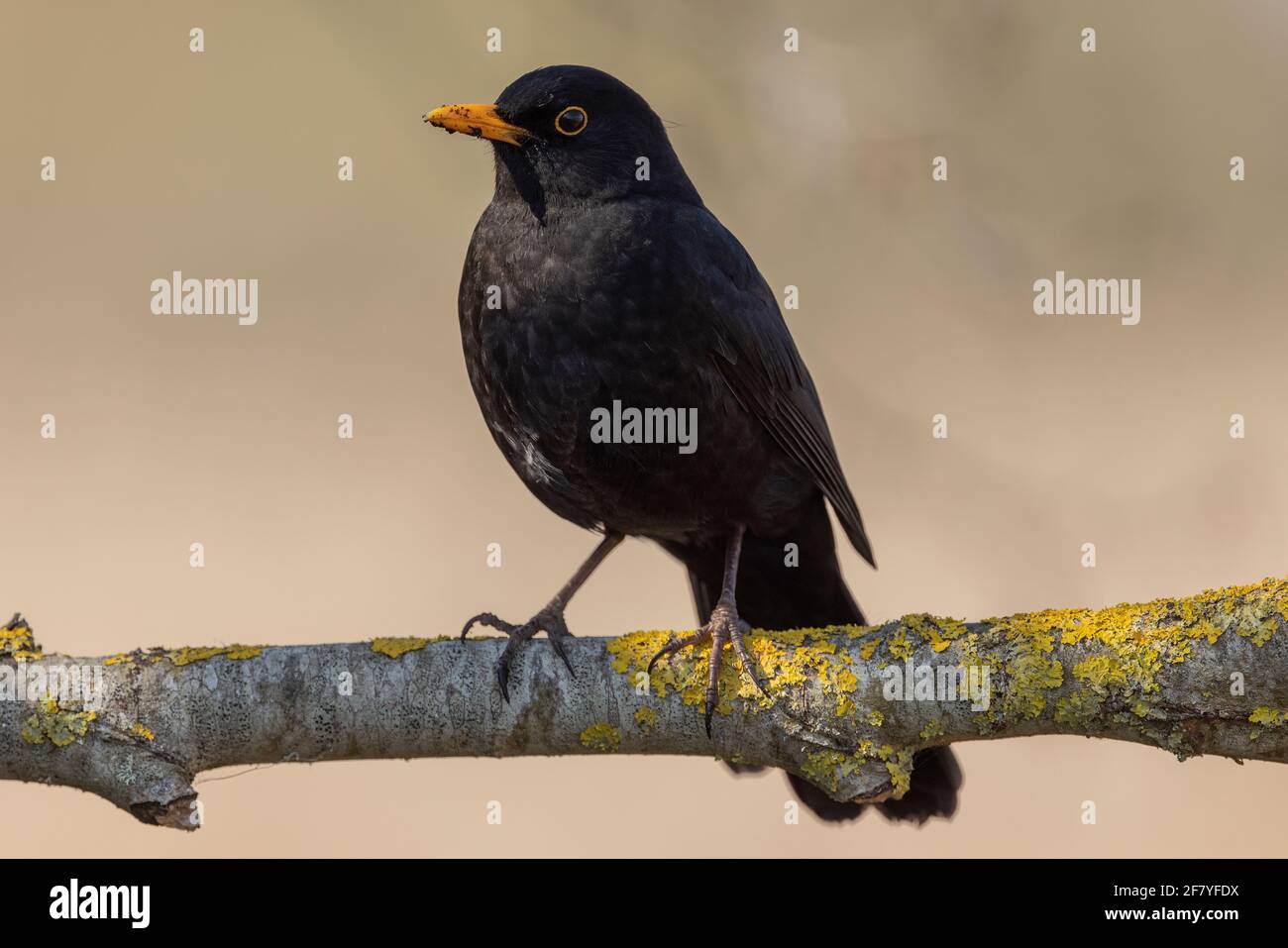 Amsel-Männchen, Turdus merula, (mit schmutzigem Schnabel), auf einem Zweig in der Nähe des Neststandortes gelegen. Anfang Frühling. Stockfoto