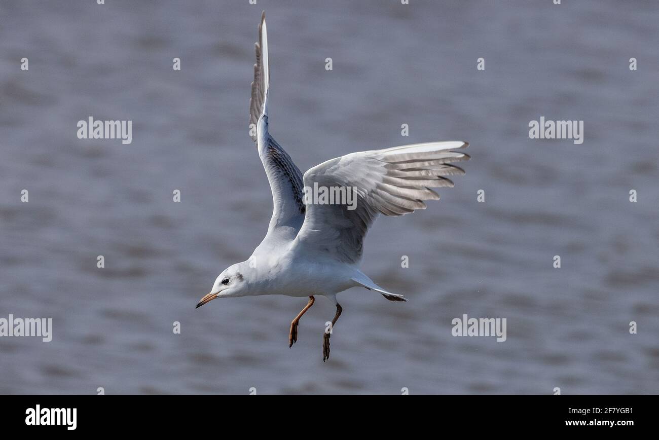 Junge Schwarzkopfmöwe, Chroicocephalus ridibundus, im Flug. Anfang Frühling. Stockfoto