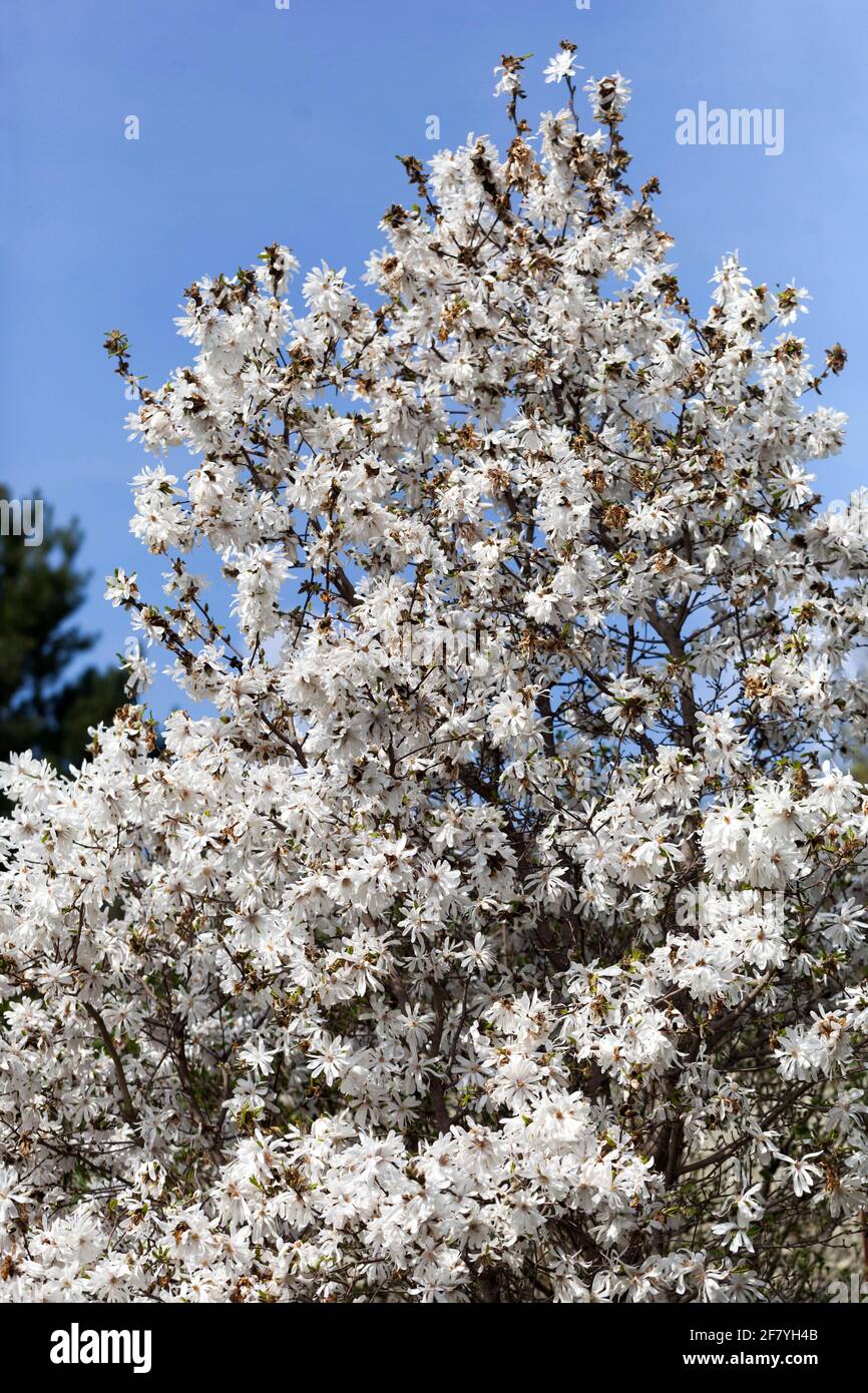 52+ Magnolie Strauch Oder Baum, Magnolie ist ein baum oder ein