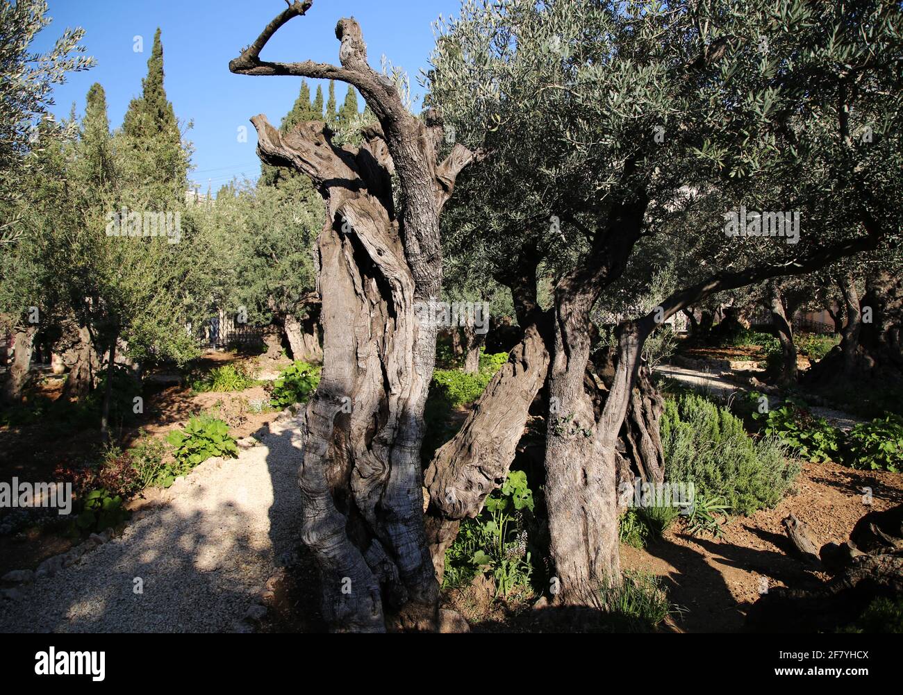 Der Garten von Gethsemane in Jerusalem Stockfotografie Alamy