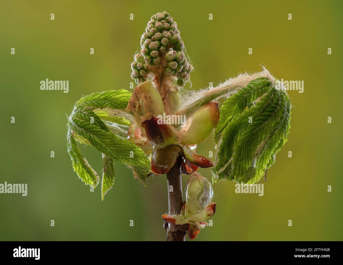 Im frühen Frühjahr erscheinen Blätter und Blüten von Horse Chestnut, Aesculus hippocastanum. Stockfoto