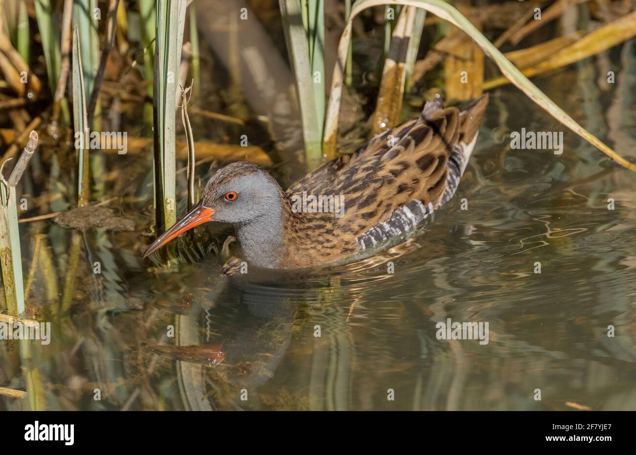 Wasserschiene, Rallus aquaticus, Fütterung entlang der Kante des Schilfbettes, Lodmoor, Dorset. Stockfoto