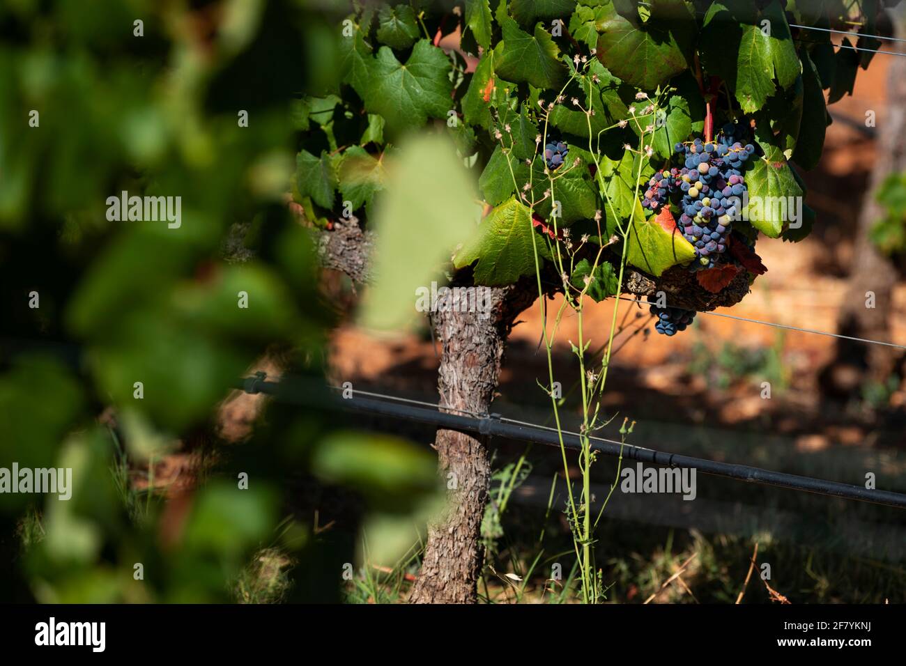 Detail eines Traubenstrauens in einem Weinberg an einem Sommertag, in Alentejo, Portugal Stockfoto