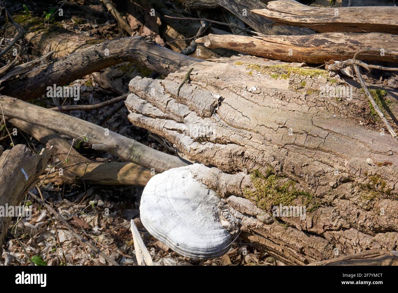 Nahaufnahme eines großen weißen Pilzes auf einem Baumstamm Stockfoto