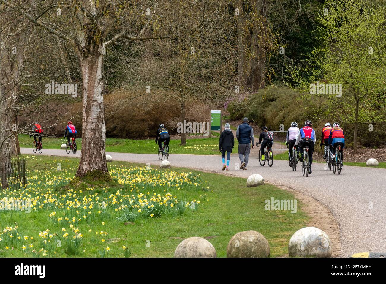 Gruppe von Radfahrern, die im Frühling durch den Windsor Great Park fahren, Grenze zu Surrey, Großbritannien Stockfoto