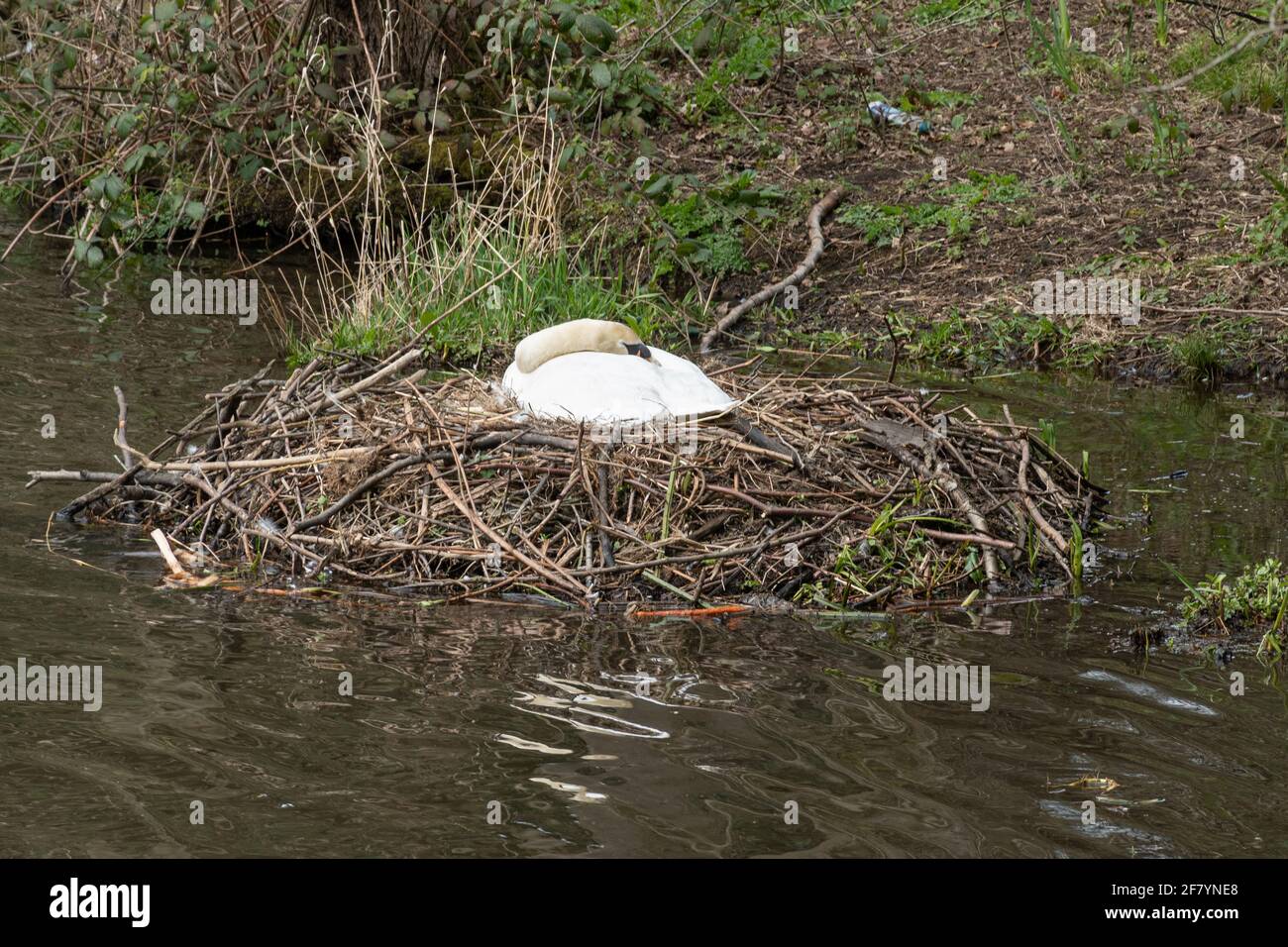 Muter Schwan (Cygnus olor) sitzt auf einem großen Nest aus Stäben am Rand des Wassers im April, Großbritannien Stockfoto
