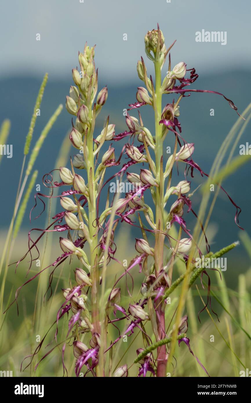 Echsenorchideen (Himantoglossum hircinum) Stockfoto