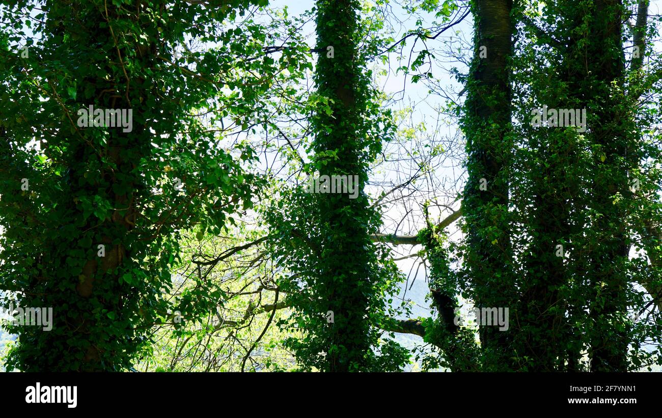 Wälder von Sacro Monte mit grünen Bäumen. Stockfoto