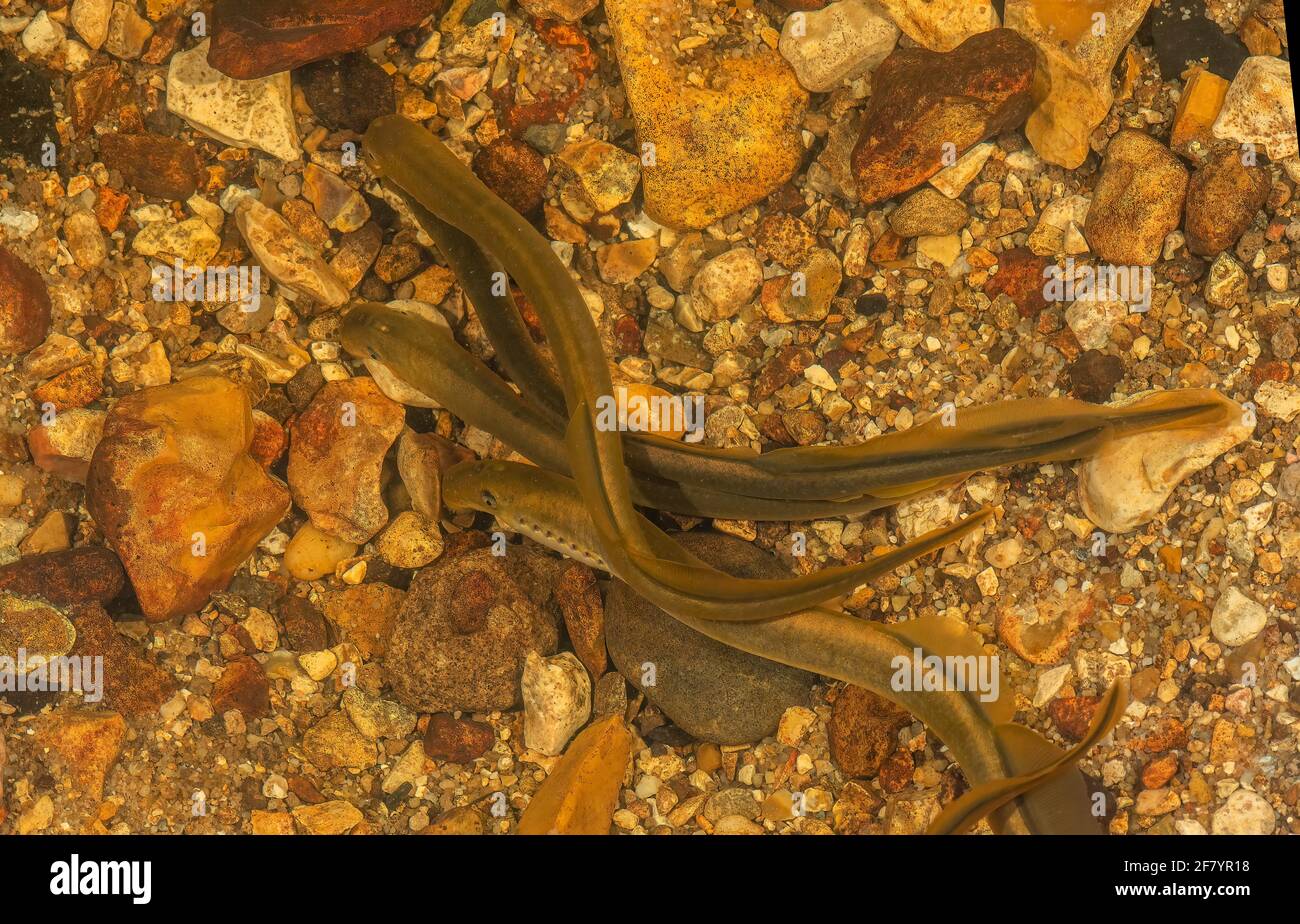 Bachneunauge, Lampetra planeri, Zusammenkunft von Erwachsenen in der Brutzeit. New Forest Stream. Stockfoto