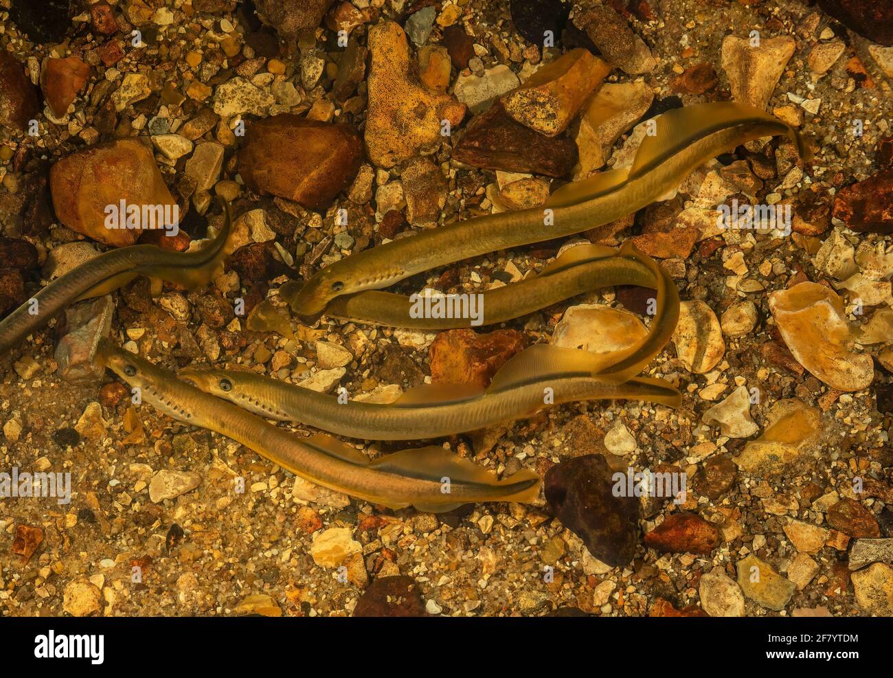 Bachneunauge, Lampetra planeri, Zusammenkunft von Erwachsenen in der