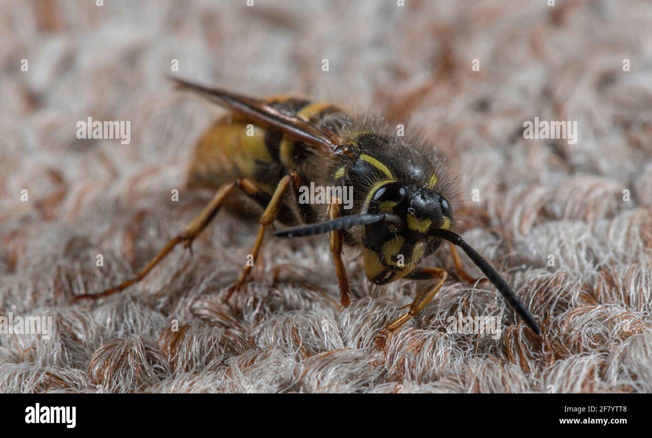 Die Gemeine Wespe, Vespula vulgaris, auf dem Teppich im Haus, nachdem sie aus dem Winterschlaf herauskam. Stockfoto
