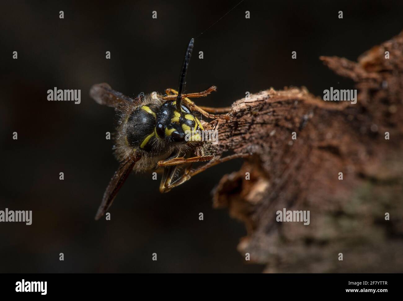 Die Gemeine Wespe, Vespula vulgaris, sammelt Holzschnitzel, nachdem sie aus dem Winterschlaf herauskam. Stockfoto