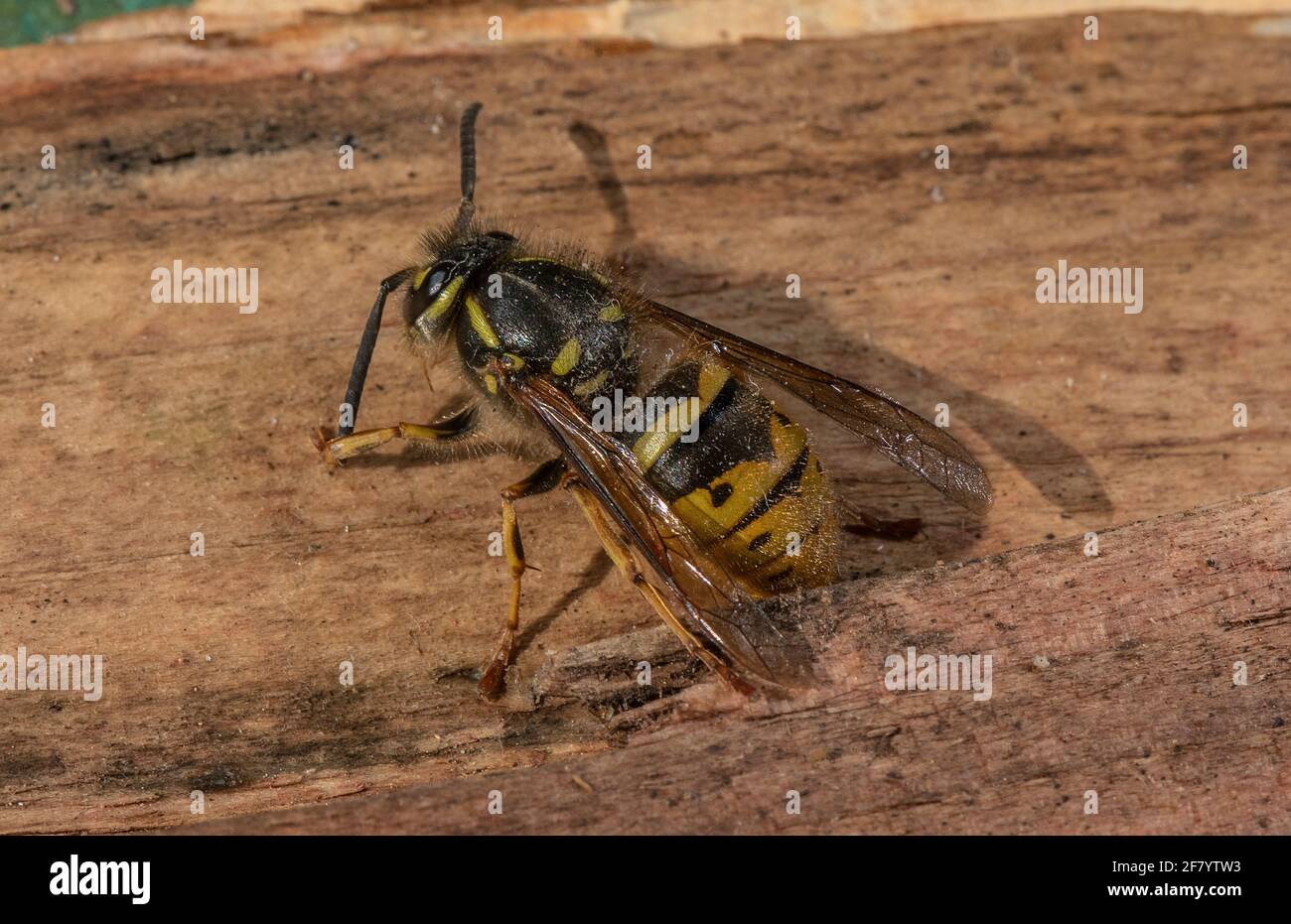 Die Gemeine Wespe, Vespula vulgaris, sammelt Holzschnitzel, nachdem sie aus dem Winterschlaf herauskam. Stockfoto