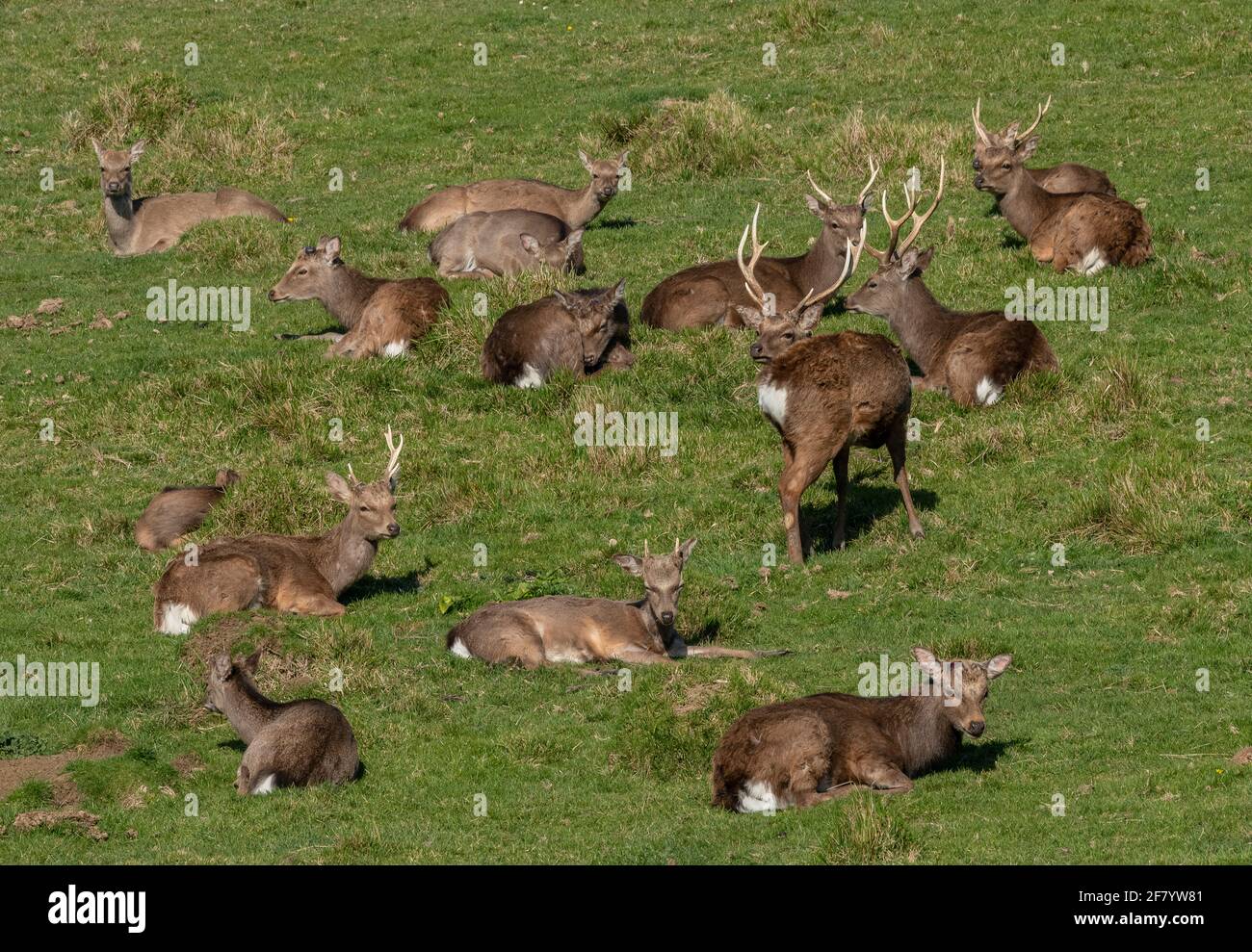 Gruppe männlicher Sika-Hirsche, Cervus nippon, ruht im Grasland an der Dorset-Küste. Stockfoto