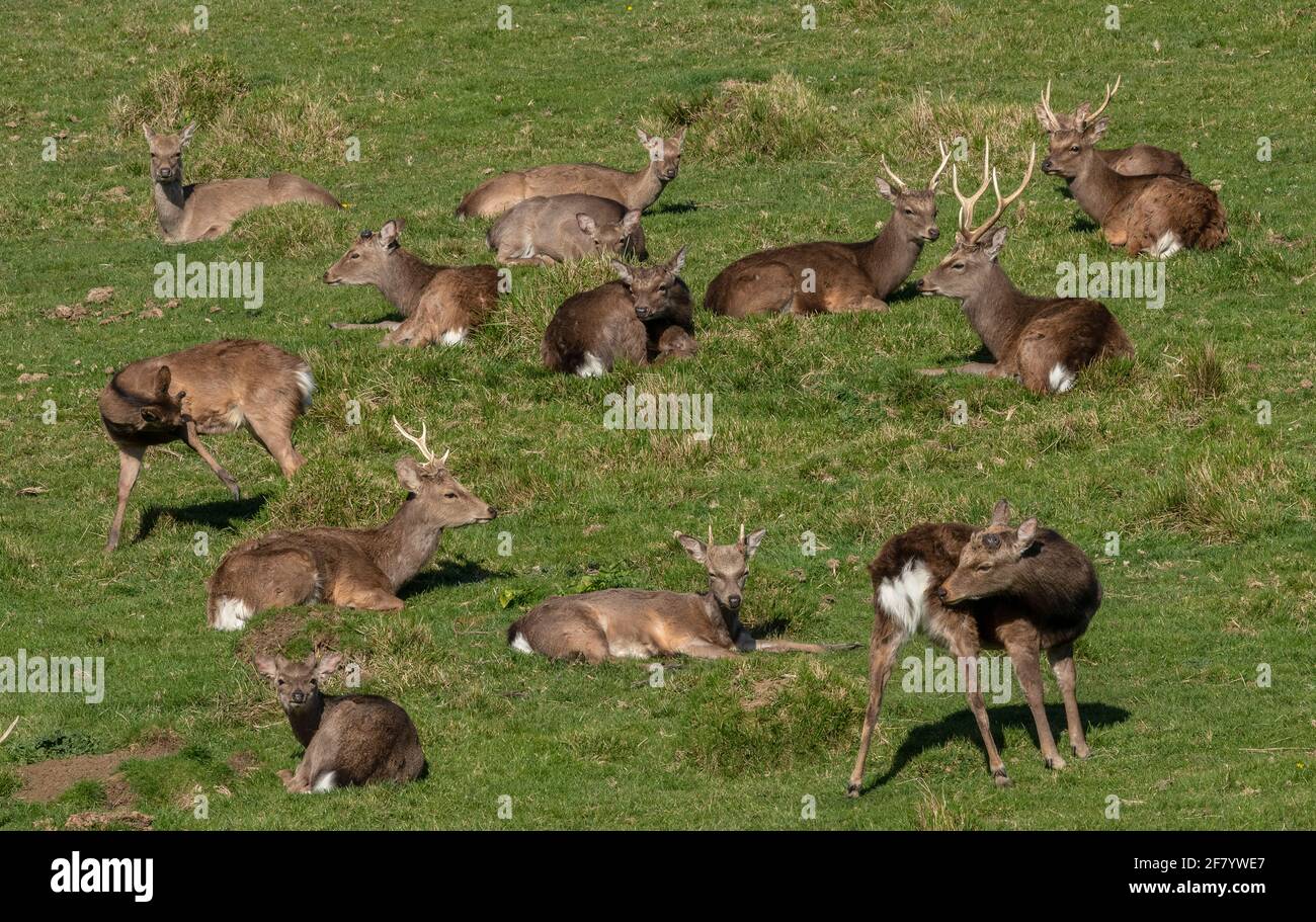 Gruppe männlicher Sika-Hirsche, Cervus nippon, ruht im Grasland an der Dorset-Küste. Stockfoto
