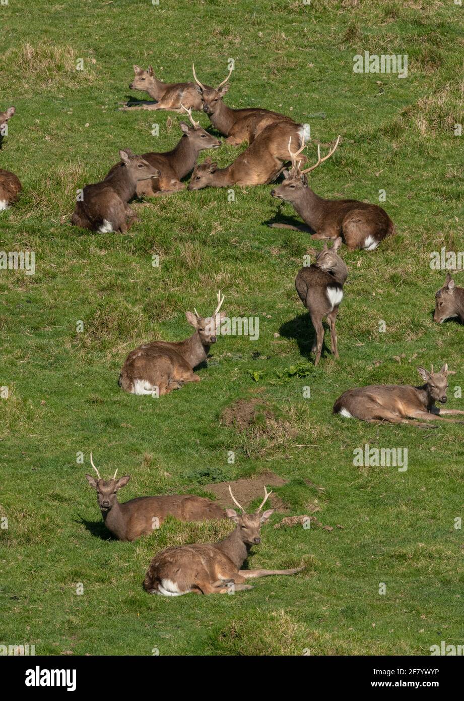 Gruppe männlicher Sika-Hirsche, Cervus nippon, ruht im Grasland an der Dorset-Küste. Stockfoto