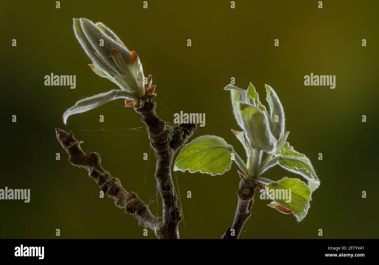 Im frühen Frühjahr auftauchende junge Blätter des Aspen-Baumes, Populus tremula. Stockfoto