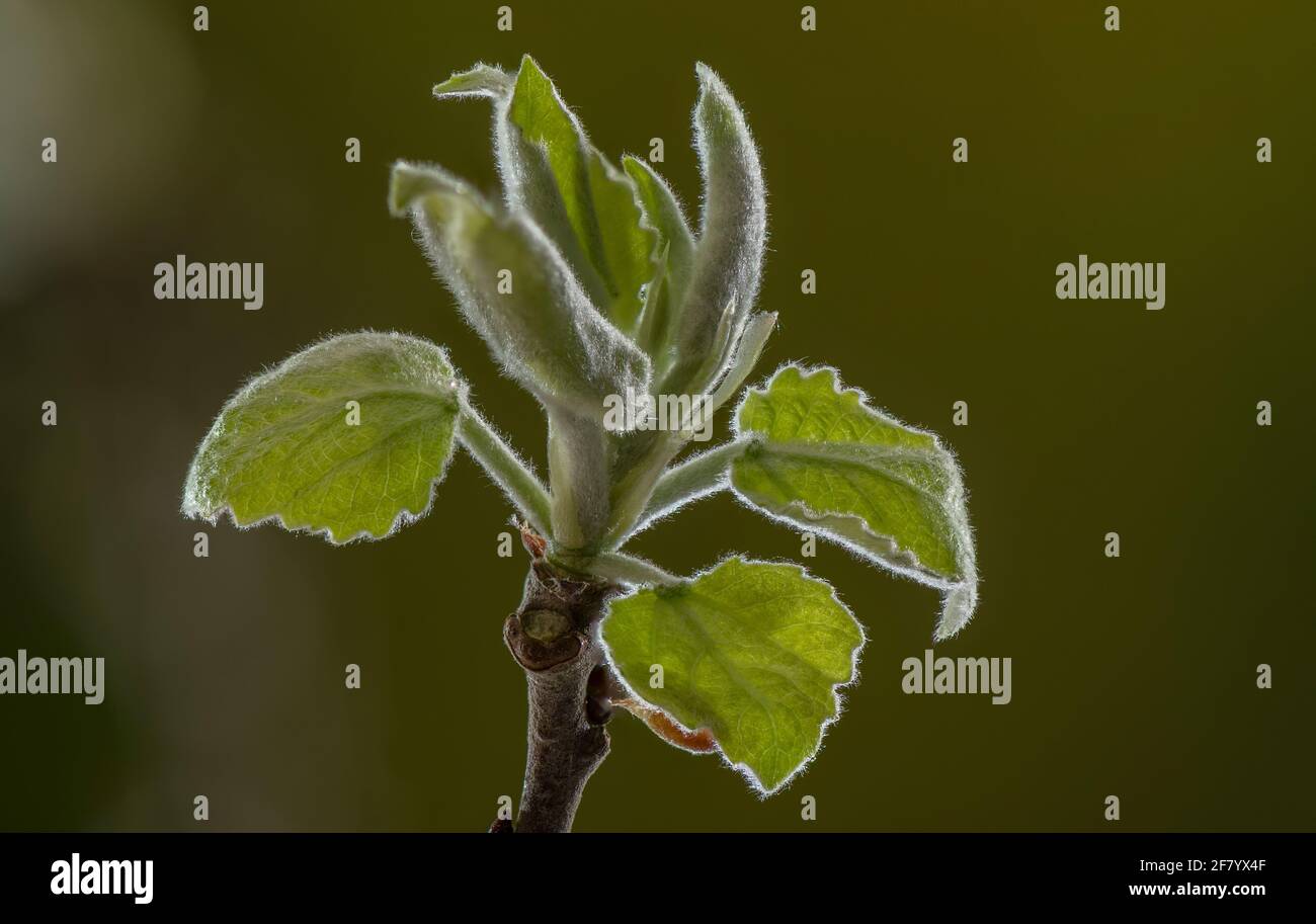Im frühen Frühjahr auftauchende junge Blätter des Aspen-Baumes, Populus tremula. Stockfoto