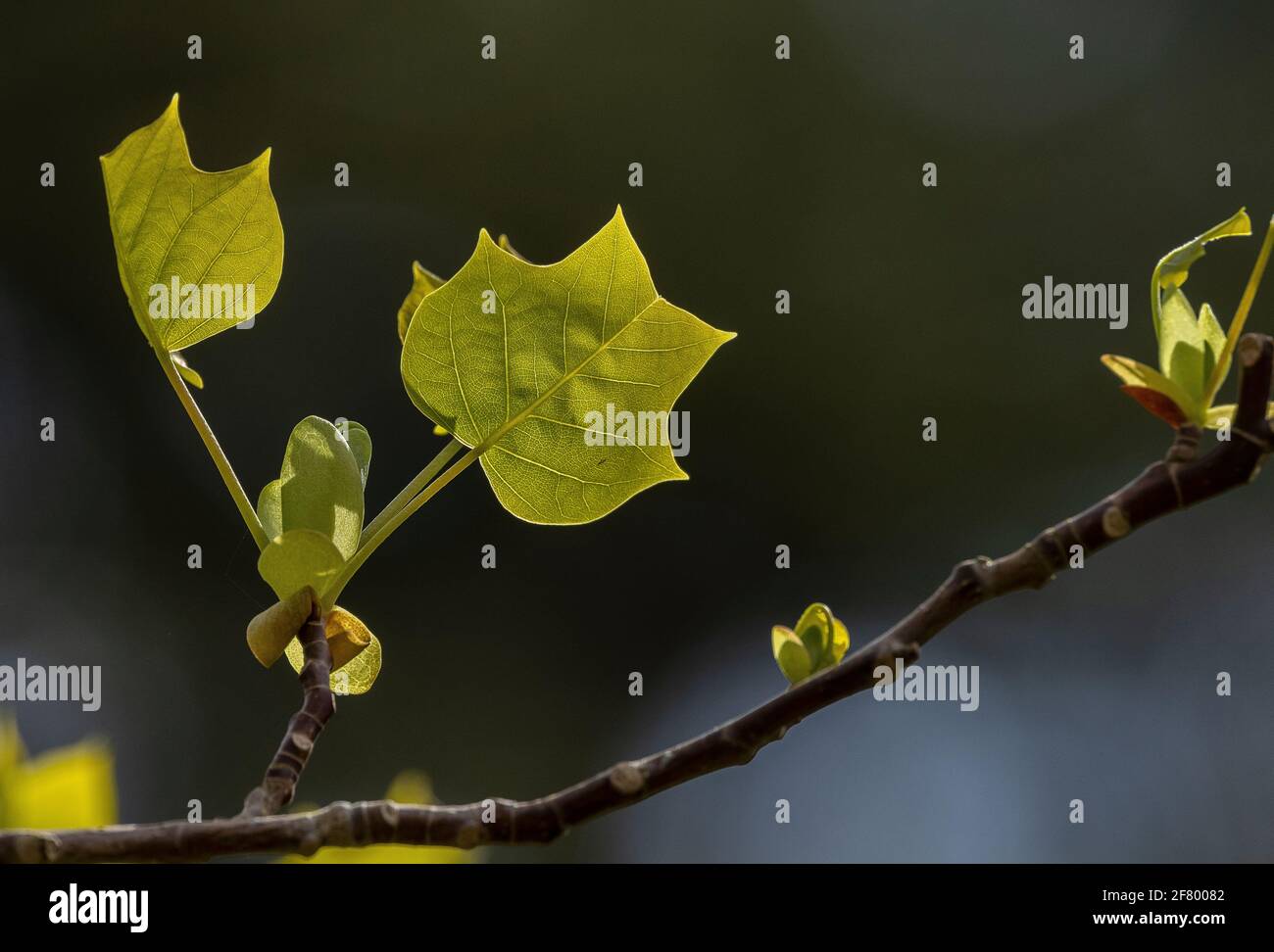 Junge Blätter von Tulpenbaum, Liriodendron tulipifera, im Frühjahr. Stockfoto