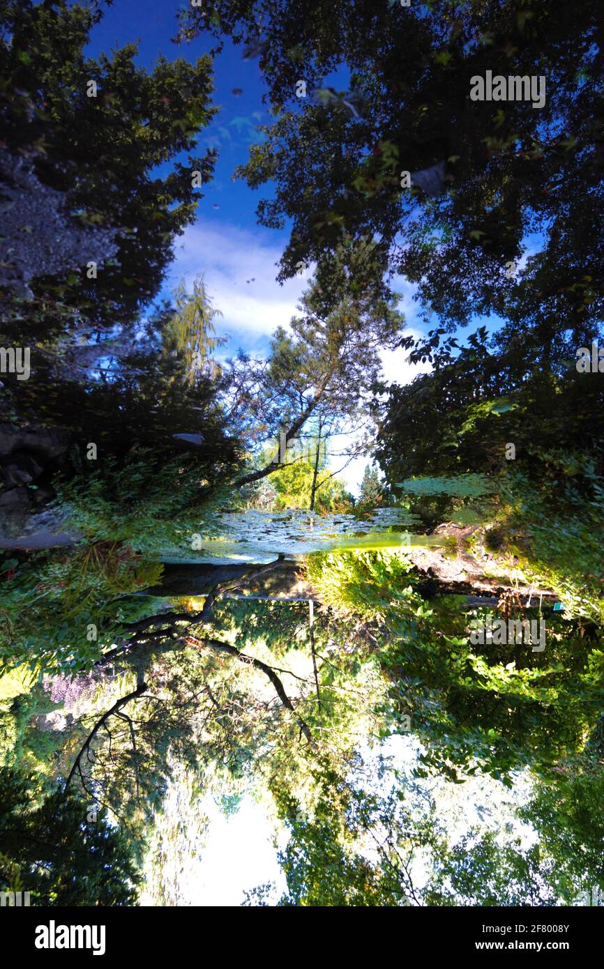 Ein auf dem Kopf stehendes Foto des Teiches mit Spiegelung von grünem Baum und blauem Himmel auf dem Wasser, im Queen Elizabeth Park von Vancouver, Kanada. Stockfoto