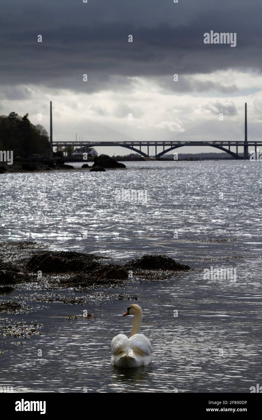 Cygnes dans la Rade de Brest à Plougastel-Daoulas Stockfoto