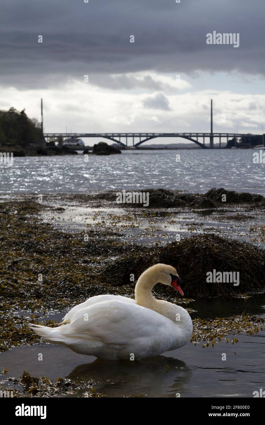 Cygnes dans la Rade de Brest à Plougastel-Daoulas Stockfoto