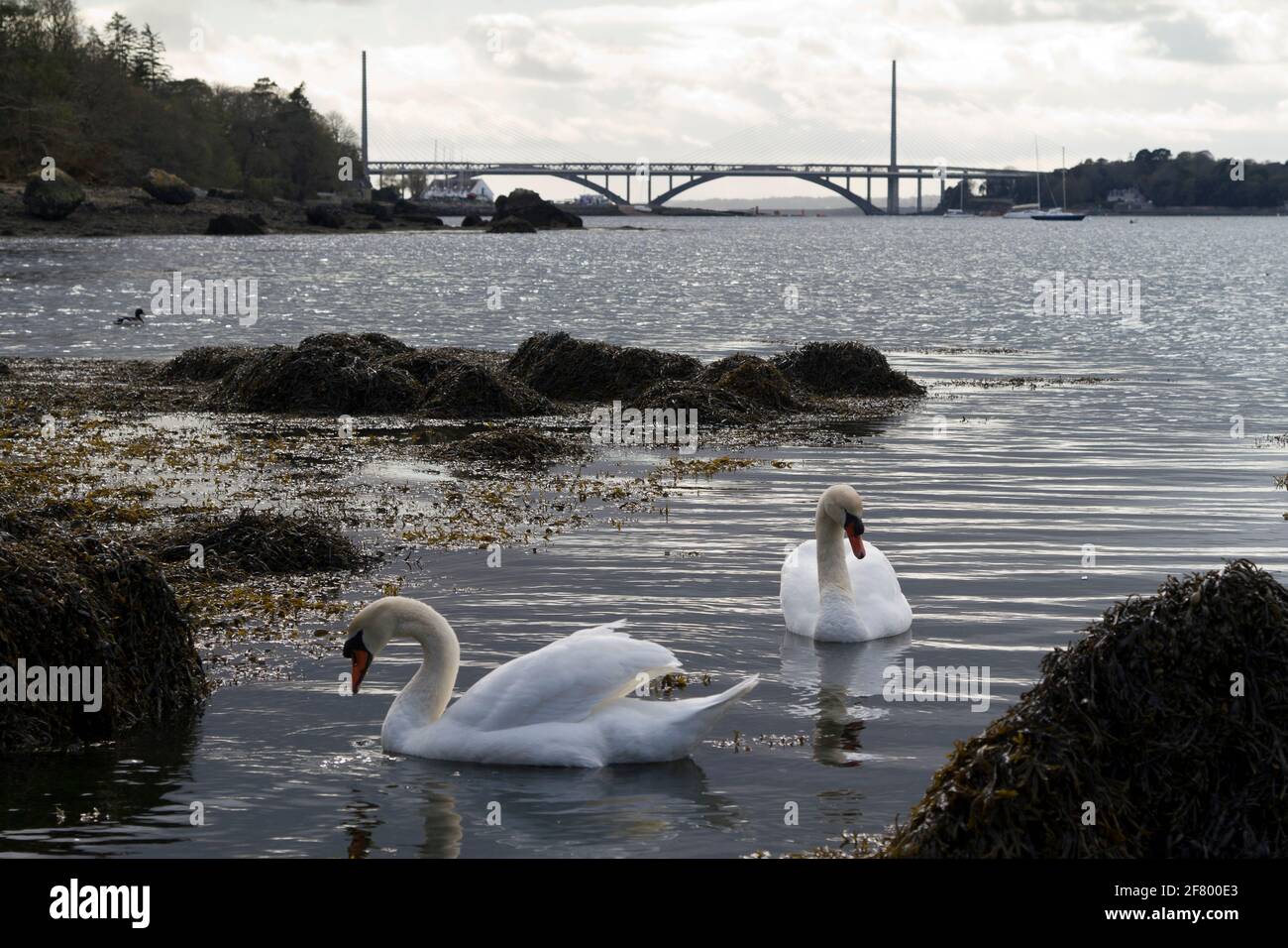 Cygnes dans la Rade de Brest à Plougastel-Daoulas Stockfoto