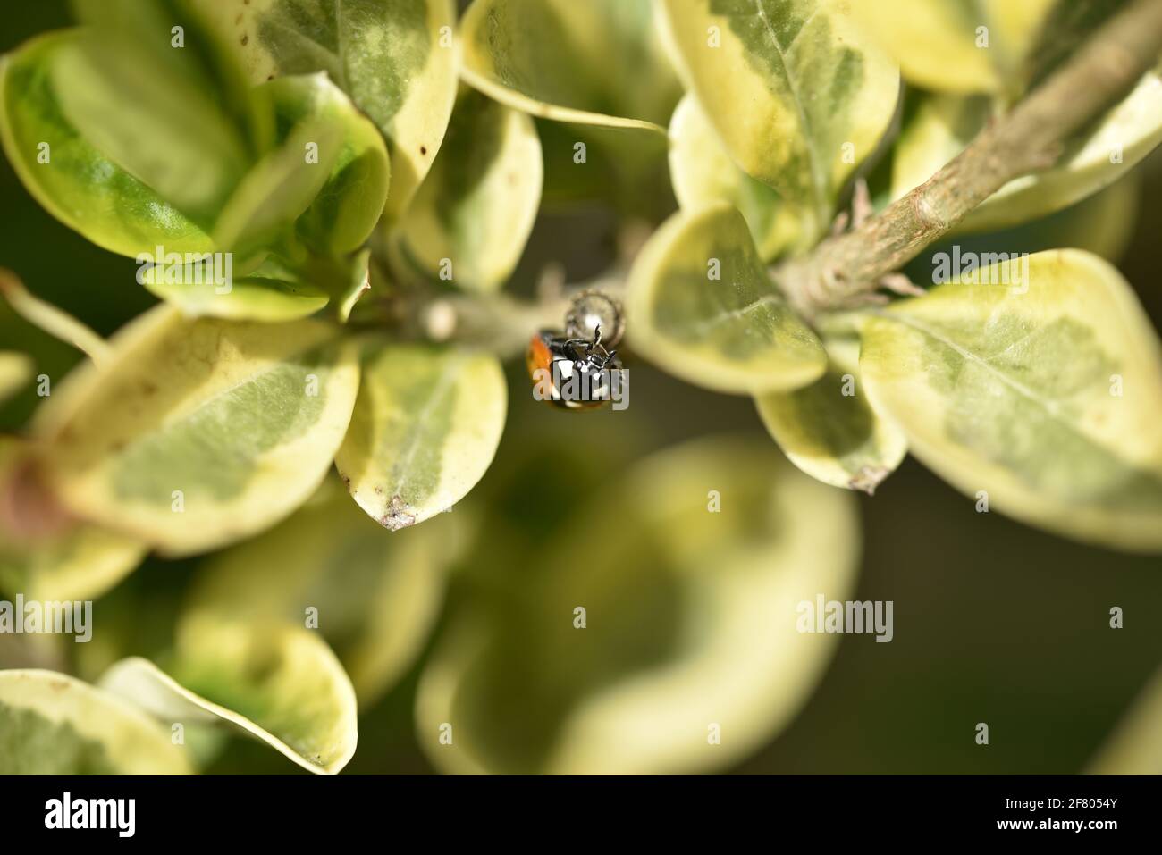 Marienkäfer mit sieben Flecken (Cocciuella 7-punctata), der im Frühjahr kopfüber in einer privaten Heckenart in einem Garten in Staffordshire, England, Großbritannien, aufgehängt wird Stockfoto