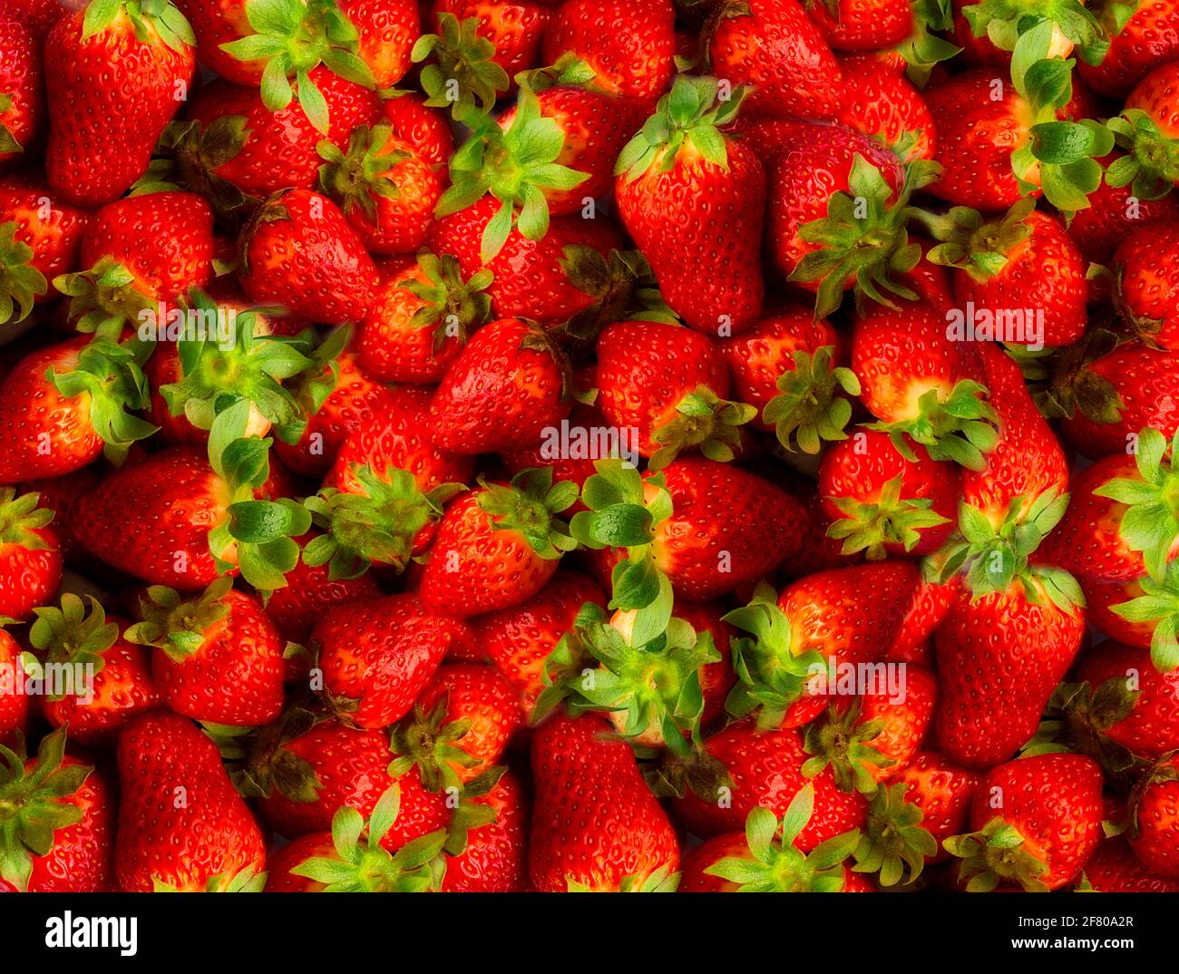 LEBENSMITTELKONZEPT: Frische Erdbeeren (lat. Gattung fragaria) Stockfoto
