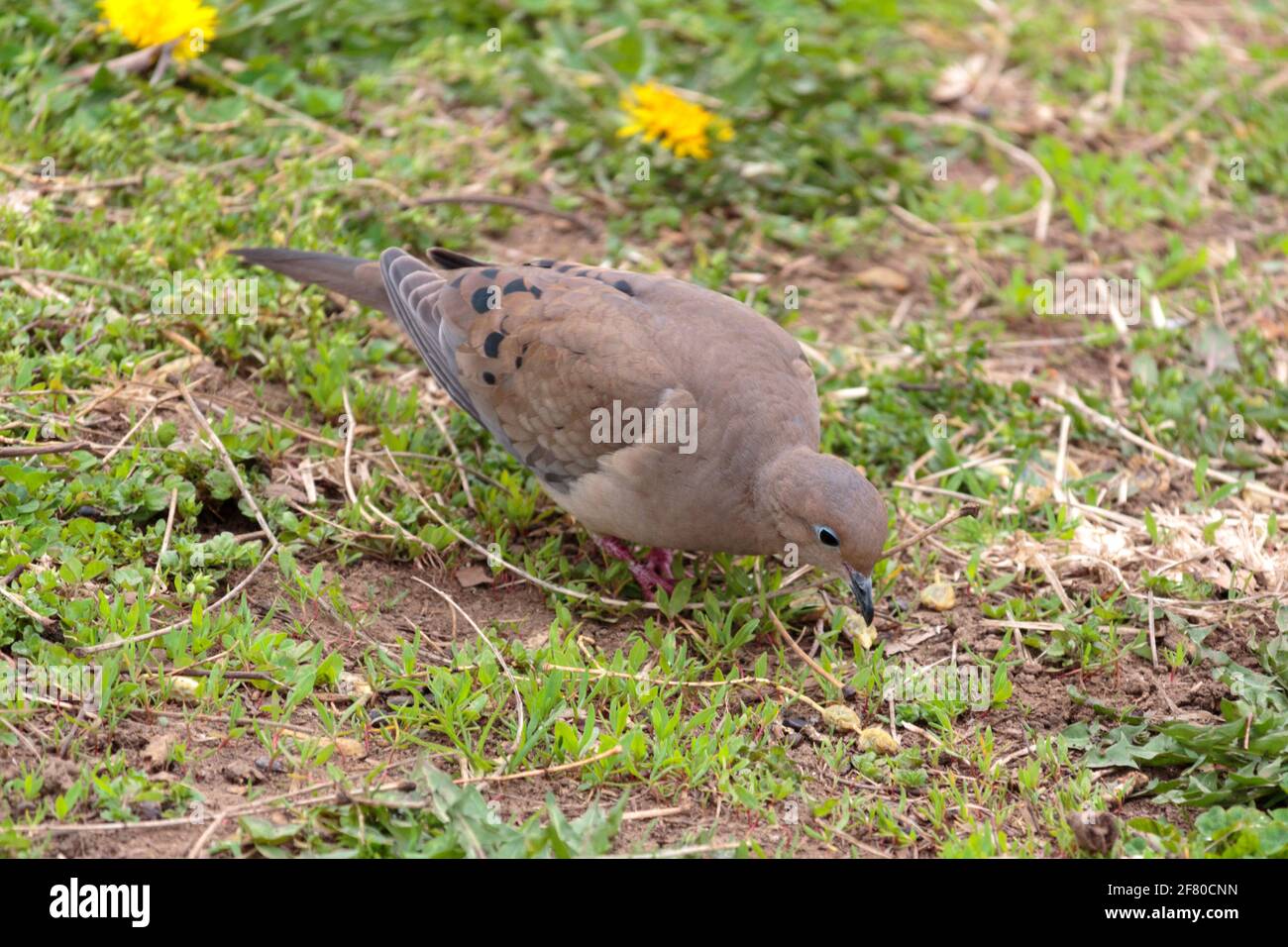 Eine weibliche Trauertaube, die im Frühjahr nach Nahrung im Gras schaufelte und ihren Schnabel auf den Boden pickte Stockfoto