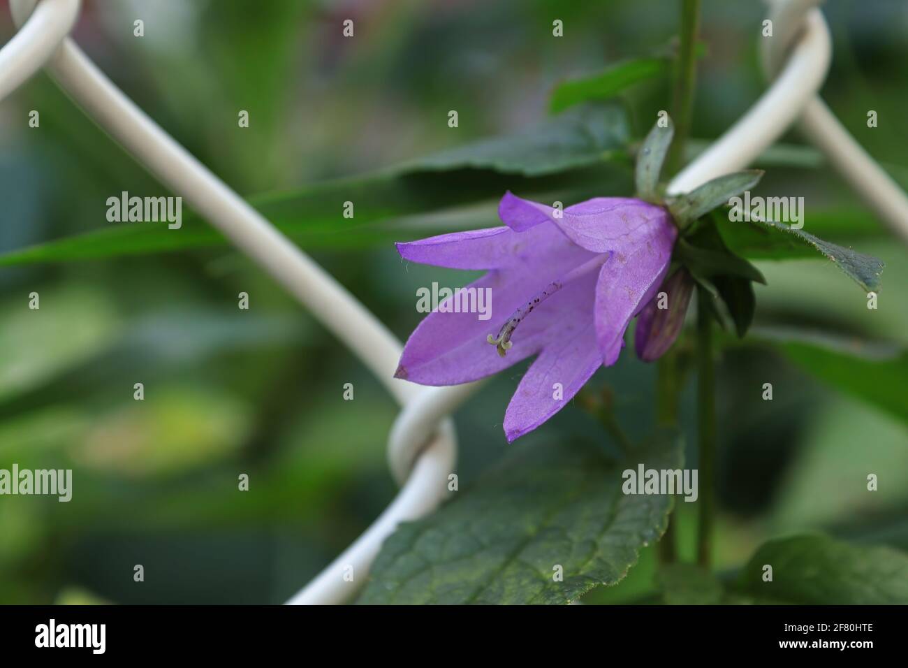 Makro der purpurnen schleichenden Glockenblumenblüte Stockfoto