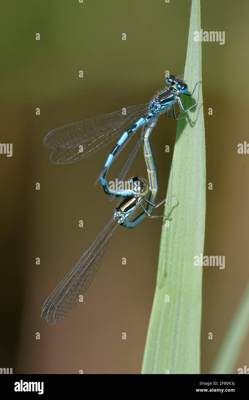 Paar Südliche Damselfliegen (Coenagrion mercuriale) Stockfoto