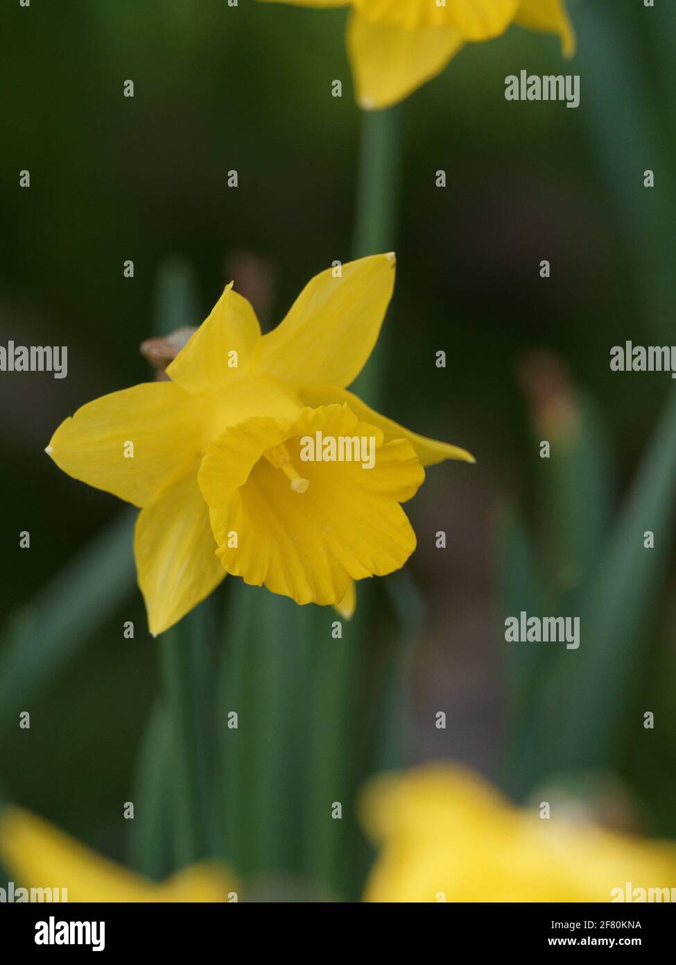 Eine Nahaufnahme einer gelben Narzissenblume Stockfoto