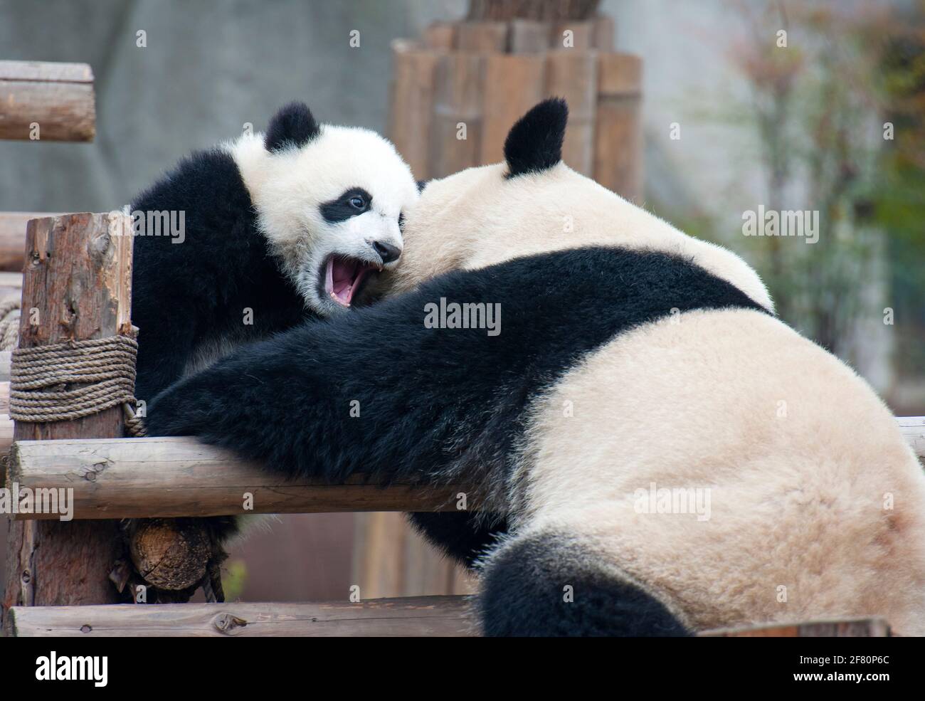 Panda Junge und Mutter spielen Stockfoto