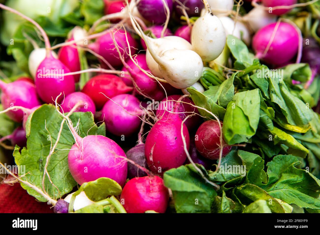 Ein paar frische Rettich auf dem lokalen Markt mit dem Blätter sind noch angebracht Stockfoto