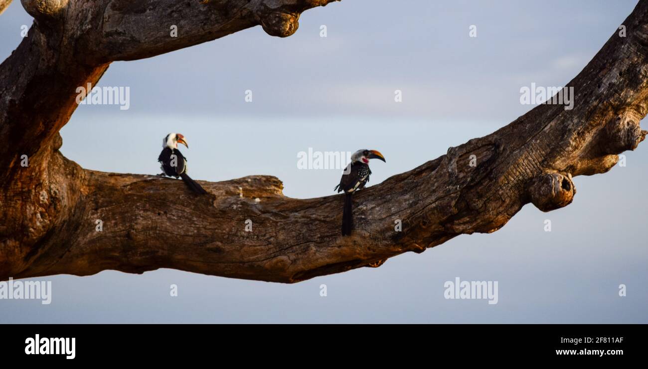 Blick auf den Nordroten Hornbill auf einem Zweig Stockfoto