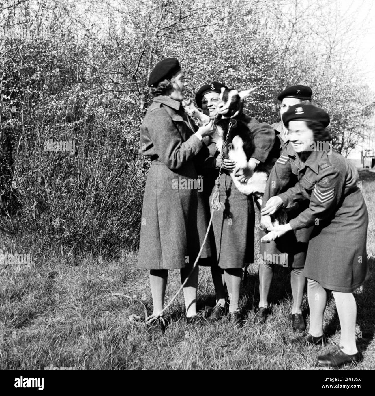 Soldaten von Frauen helfen Korps (VHK) auf dem Foto mit einer Ziege. Stockfoto