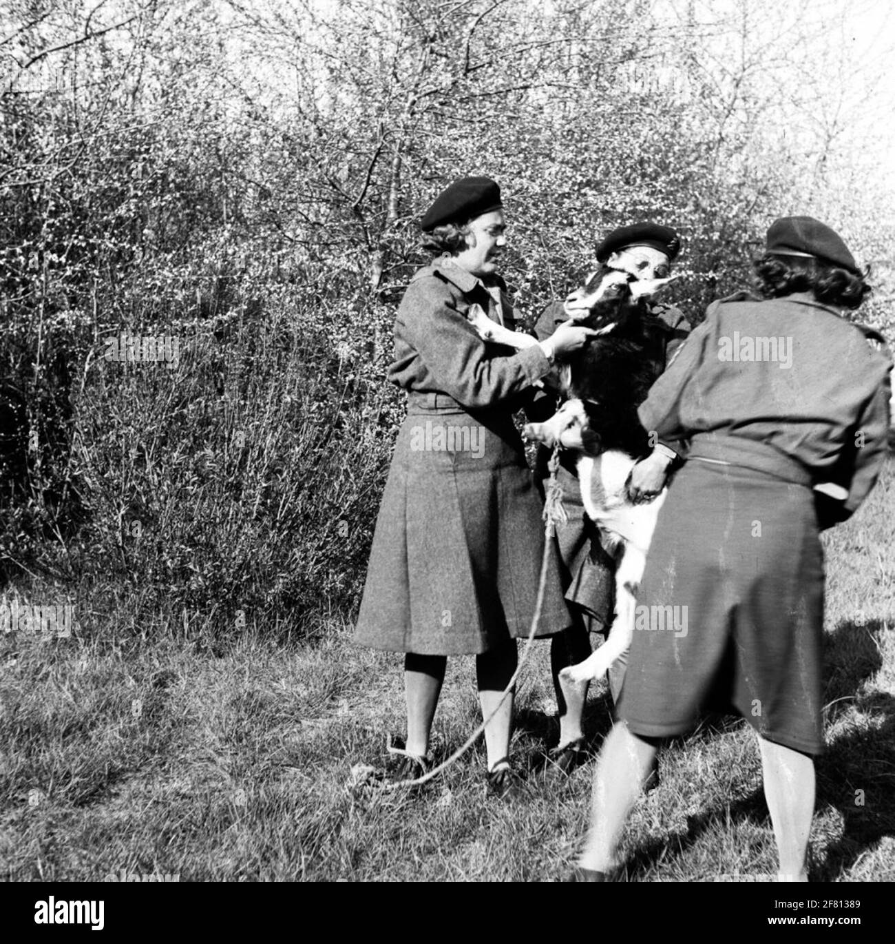 Soldaten von Frauen helfen Korps (VHK) auf dem Foto mit einer Ziege. Stockfoto