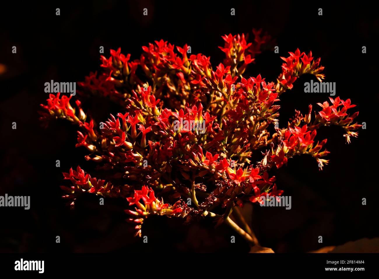 Wilde rote Blume in Nahaufnahme von westlichen Ghats in kerala Stockfoto
